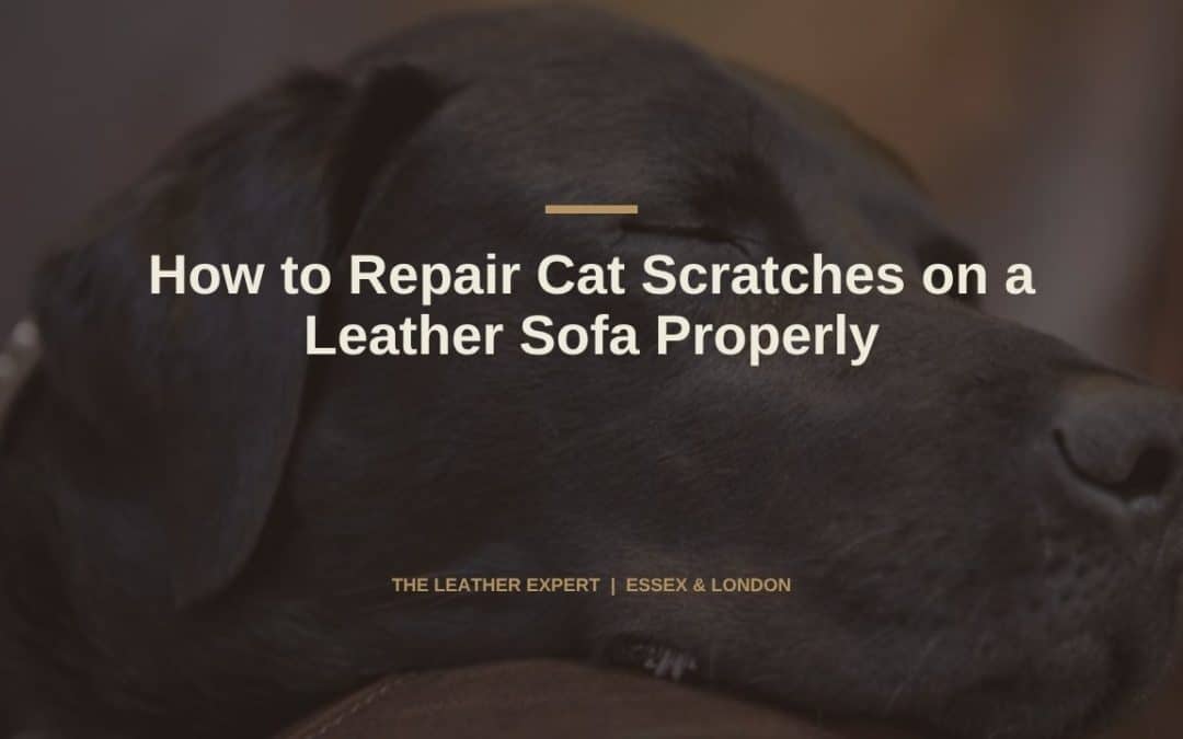 How to Repair Cat Scratches on a Leather Sofa Properly